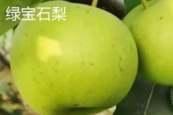 认识优质梨子品种的方法和重点？认识优质梨子品种要做好哪些细节？插图3