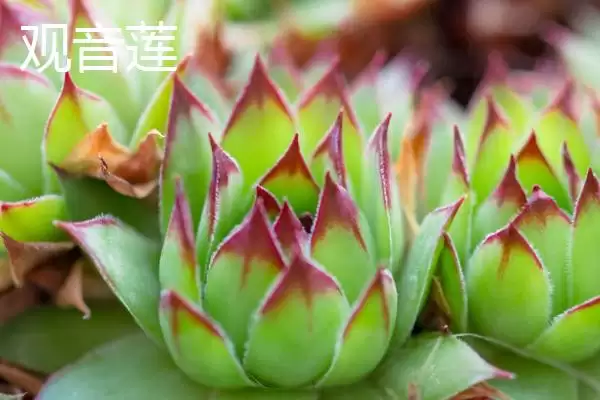 新手必看！姬胧月、虹之玉、冬美人等易养多肉植物推荐插图5