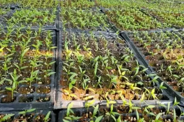 种植一点红的方法和重点?种植一点红要做好哪些细节?插图1 种植一点红的方法和重点?种植一点红要做好哪些细节?插图1