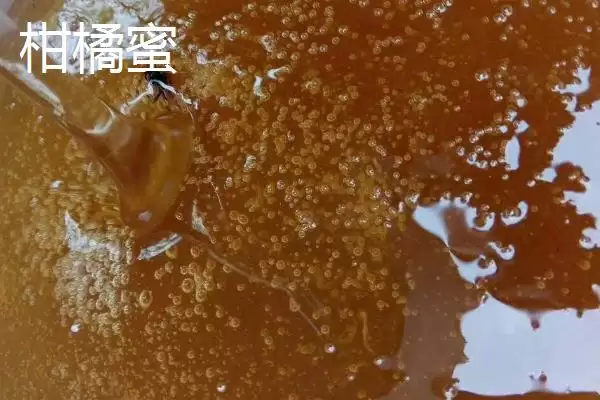 枣花蜜和柑橘蜜的区别，后者价格略贵一些插图2