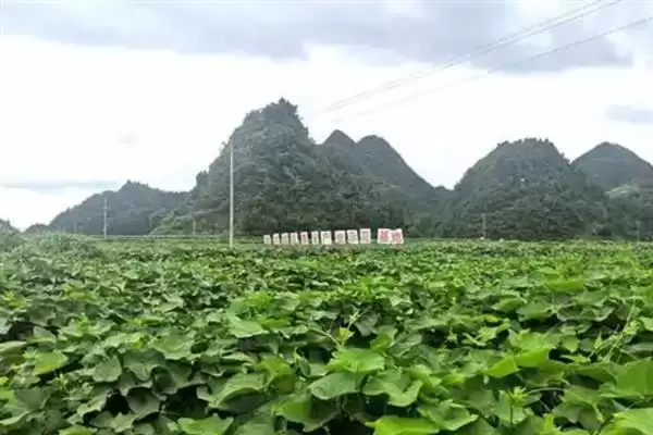龙须菜的外观形态特征 ,龙须菜花朵和果实有何特点？插图5