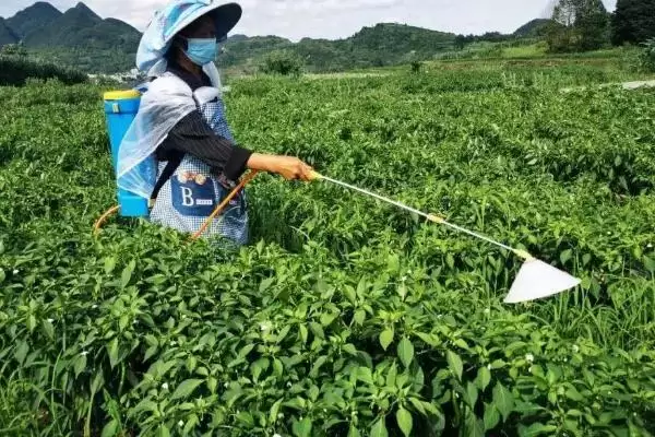 辣椒的施肥方式 ,辣椒不同生长阶段如何施肥？插图3
