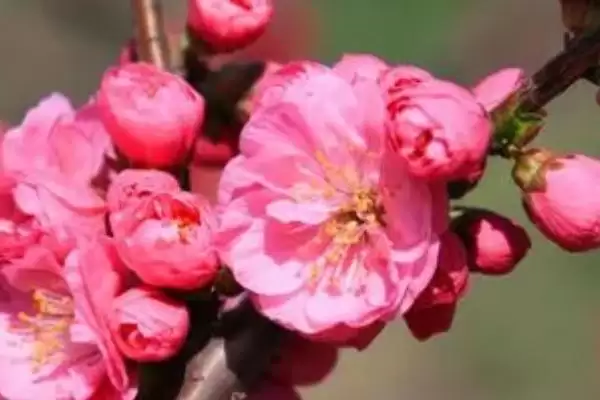 探寻榆叶梅叶子夏季出现焦边原因的方法和重点？探寻榆叶梅叶子夏季出现焦边原因要做好哪些细节？插图3