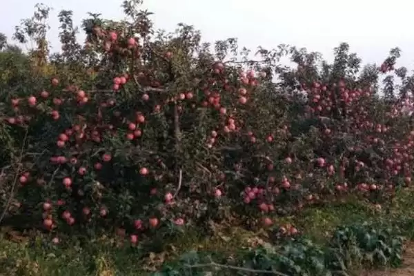 杨梅保花保果的方法，盛花期可喷施赤霉素插图5