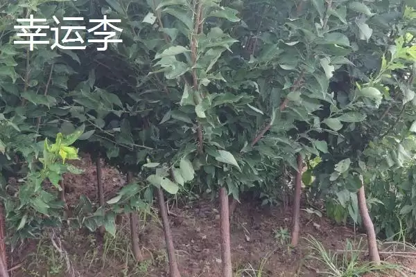 黑霸王李子苗的价格，一棵需要3-6元左右插图5