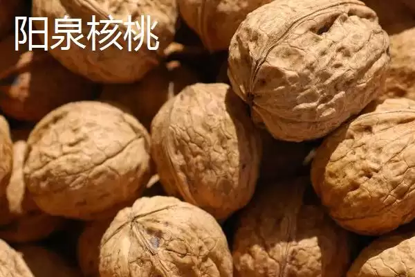 山西阳泉的特产，连翘茶是当地的特色茶种插图6