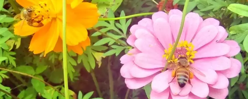 蜜蜂是怎样采蜜的，采蜜是极其复杂的过程-会东网