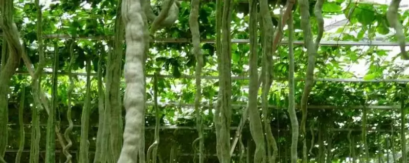 蛇瓜种植技术的方法和重点？种蛇瓜要做好哪些细节？-会东网