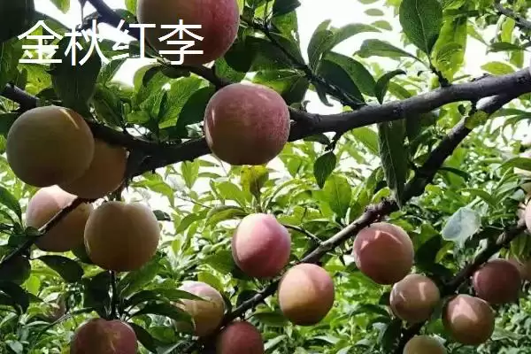 最大的李子品种，目前我国最大李子品种是黑巨王李子插图3