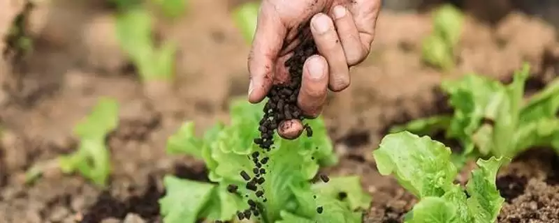 施用生物肥料的注意事项？施用生物肥料要遵循哪些关键的使用要点？-会东网