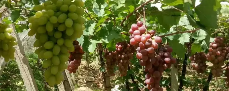 葡萄采收前管理要点：剪去失水果粒的关键步骤-会东网