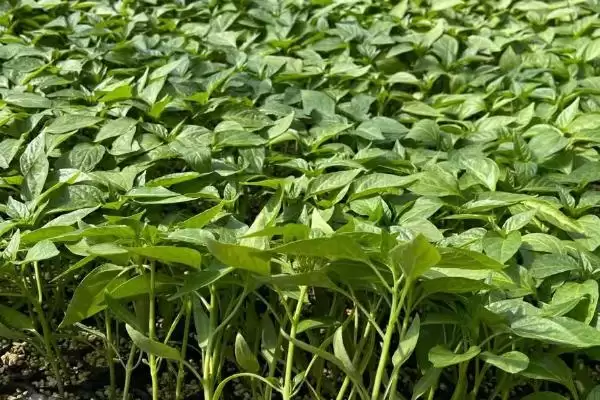 辣椒苗的价格范围 ,辣椒苗一株的价格是多少左右呢？插图2
