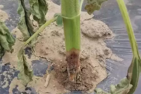 向日葵常见病害防治的方法和要点？防治向日葵病害需注意什么？插图1