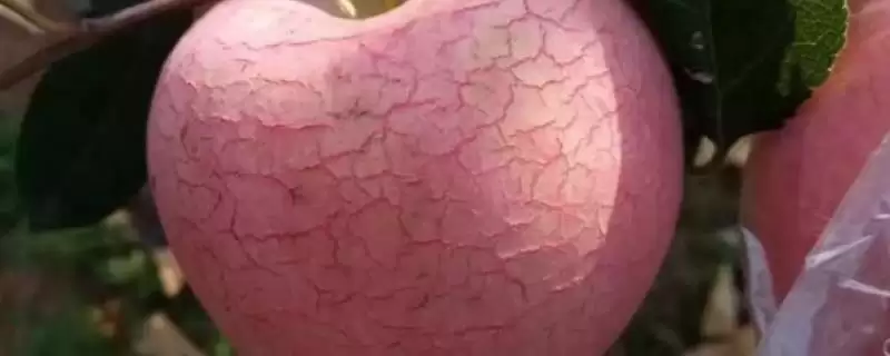 苹果水裂纹发生原因及防治方法，需对症下药-会东网