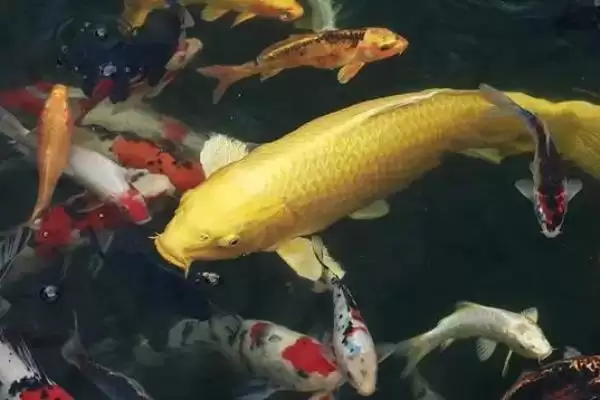 鲤鱼的适宜垂钓时间 ,鲤鱼在不同季节何时好钓？插图7