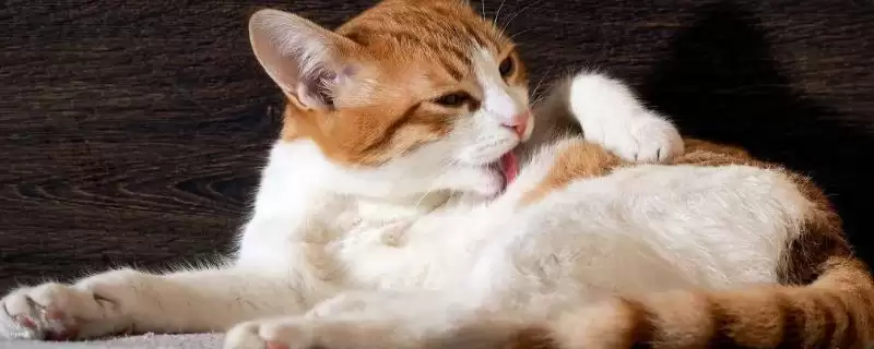 猫咪突然扭头转圈是因为什么 ,猫咪中耳炎可能致扭头转圈-会东网