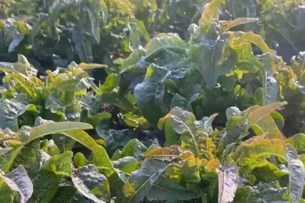 莴笋的种植方法？种植莴笋要遵循哪些科学的种植步骤和管理要点？插图1