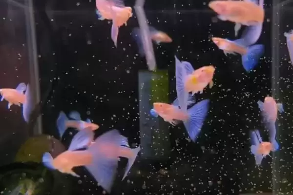 孔雀鱼上浮的原因 ,缺氧和烂鳃病如何导致孔雀鱼上浮？插图2