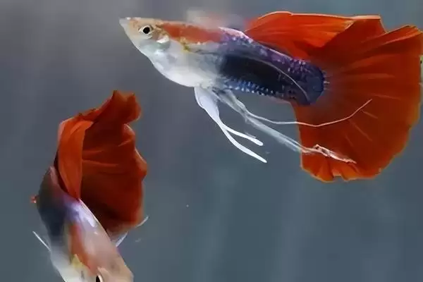 孔雀鱼快速生长的食物 ,哪些富含蛋白质食物助孔雀鱼生长？插图5