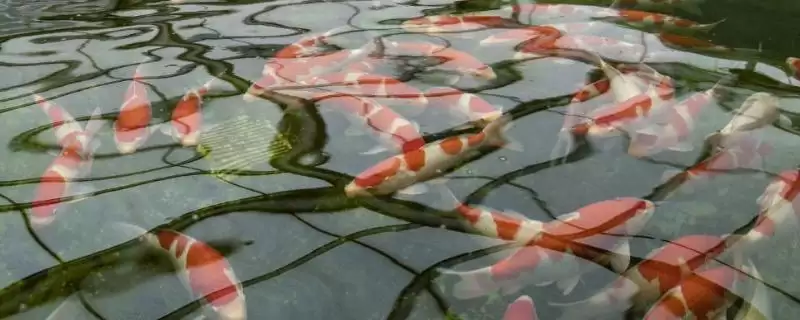锦鲤身上长白毛的原因 ,锦鲤长白毛是患了什么病呢-会东网
