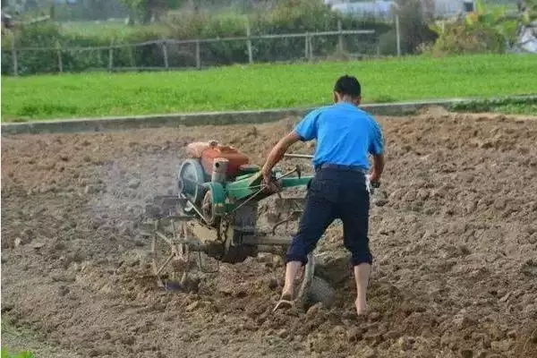 夏秋季避免烟粉虱蔓延的方法和要点？防治烟粉虱蔓延需注意什么？插图4