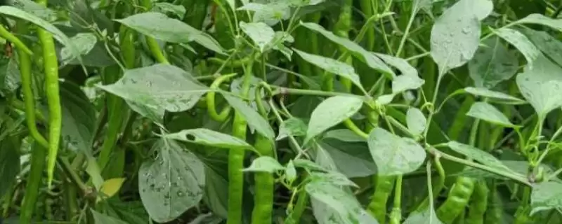 辣椒的种植技术 ,辣椒在哪些月份适合播种呢？-会东网