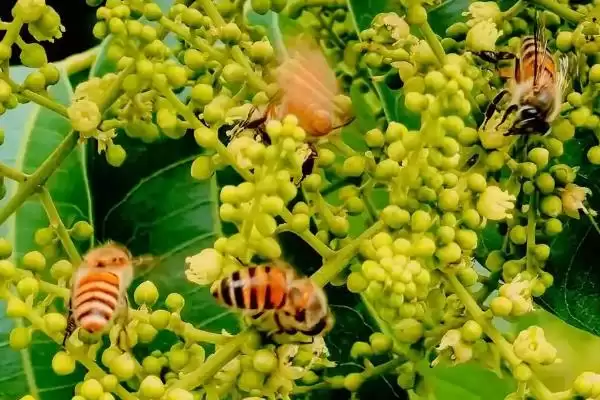 蜜蜂采蜜的季节，一年四季均可采蜜插图1