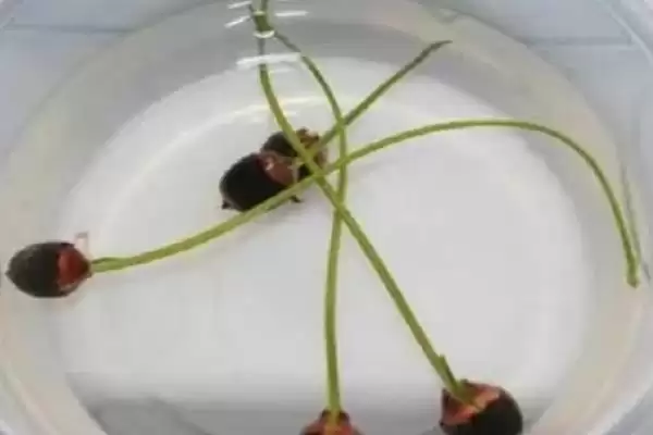 小睡莲无土水培的方法和要点?无土水培小睡莲需掌握哪些关键技巧?插图2 小睡莲无土水培的方法和要点?无土水培小睡莲需掌握哪些关键技巧?插图2
