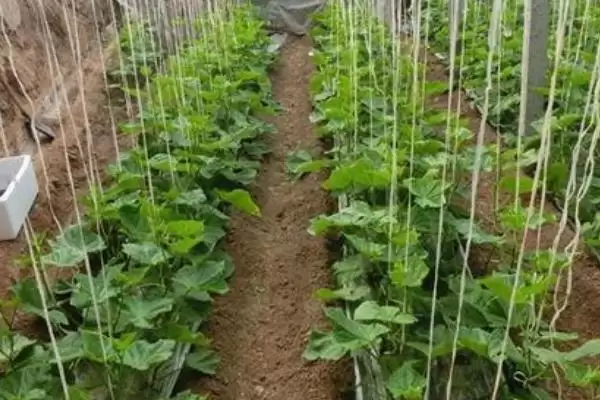 越冬水果型小黄瓜栽培技术的方法和重点？种越冬小黄瓜要做好哪些细节？插图5