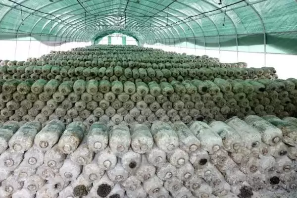 平菇在家种植攻略：菌包放在阴凉处的科学依据插图3