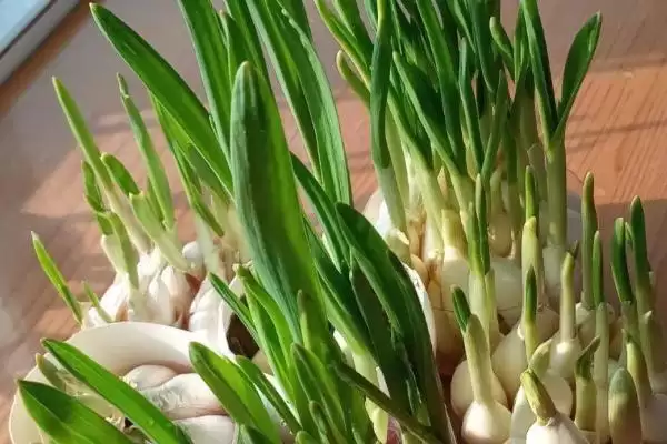 确定种大蒜时间的方法和重点？确定种大蒜时间要做好哪些细节？插图6