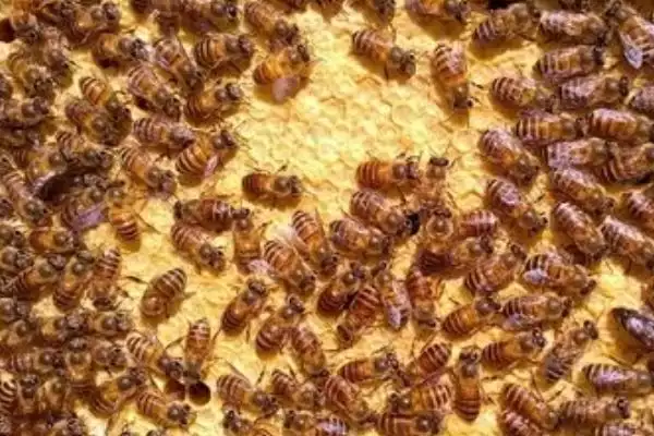 蜜蜂的发育周期，工蜂从受精卵到羽化成蜂需要20天左右插图2