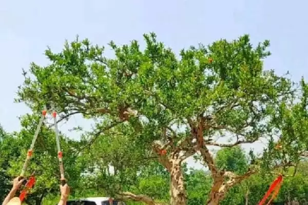 石榴树的外形特点，树冠内分枝多且叶对生或簇生插图6