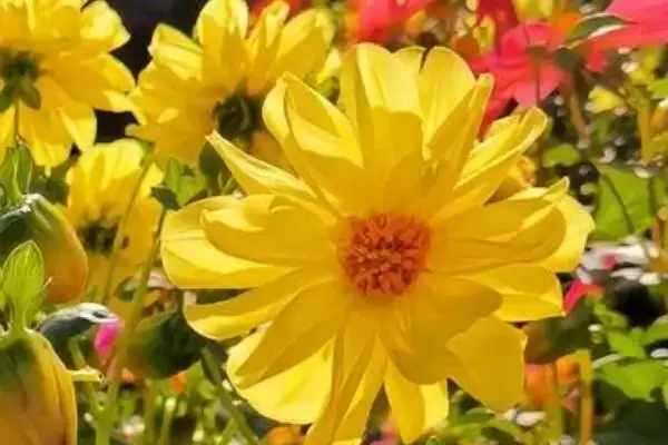 小丽花开花时间的要点和判断？判断小丽花开花时间需注意什么？插图3