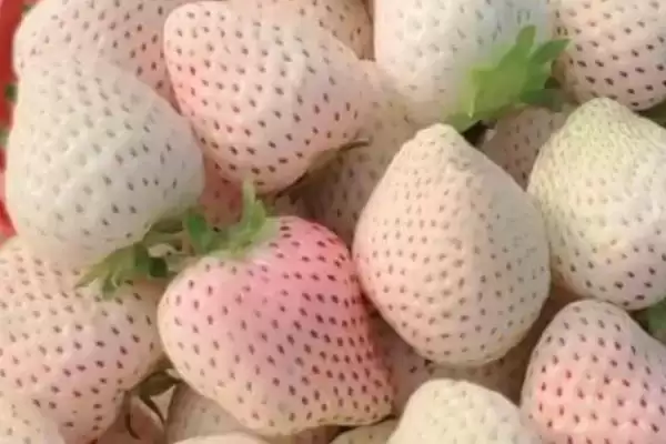 好吃的水果有哪些，常见的有丑橘、冰糖心苹果、雪莲果等插图7