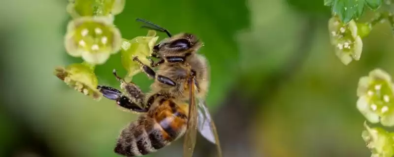蜜蜂品种和优缺点介绍，包括中华蜜蜂、意大利蜂、东北黑蜂等种类-会东网