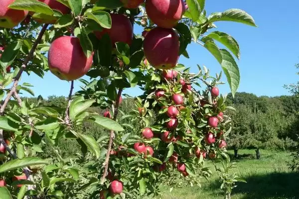 苹果树怎么栽培，在春天进行定植为佳插图4