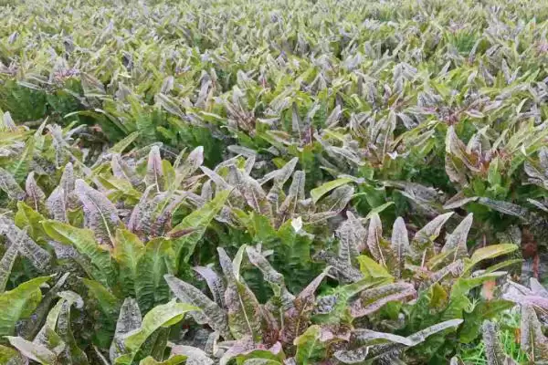 莴笋的种植方法？种植莴笋要遵循哪些科学的种植步骤和管理要点？插图6