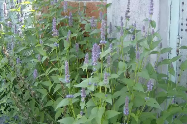 藿香什么时候开花，每年6-9月开花插图2