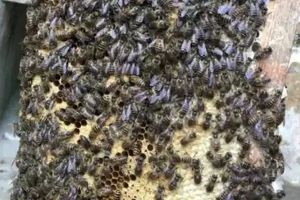 南方中蜂春繁要点，春繁早期要注意保温防寒插图1