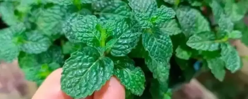 区分真假薄荷的方法和重点？区分真假薄荷要做好哪些细节？-会东网