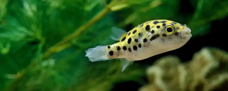 巧克力娃娃鱼简介：常见小型观赏鱼的独特魅力-会东网