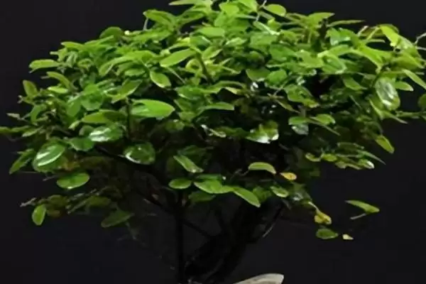 养小叶紫檀的方法和重点？养小叶紫檀要做好哪些细节？插图1