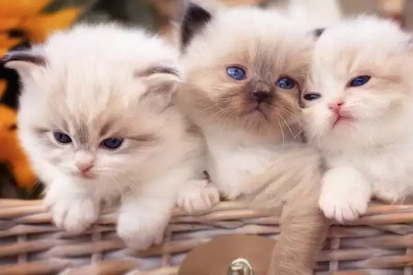 猫咪是如何辨别主人的 ,猫咪通过气味、声音、视觉辨别主人插图2