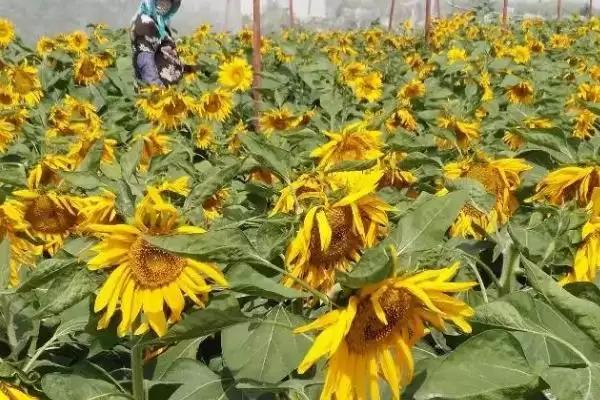 如何避免向日葵出现空籽？种植向日葵要防范哪些出现空籽的情况？插图2