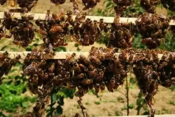 合并蜂群围王怎么办，要及时解救蜂王插图3
