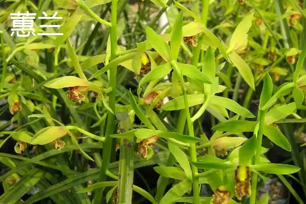 兰花的花语和象征意义 ,兰花有哪些花语及象征内涵？插图9