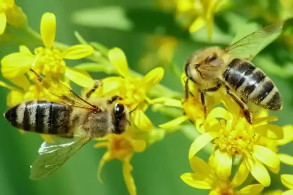 蜜蜂采蜜的季节，一年四季均可采蜜插图6