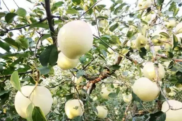 苹果盛果期怎么施肥，以钾肥为主，磷肥为辅插图3