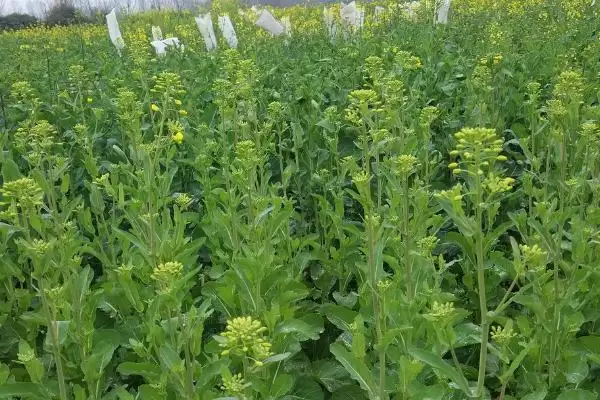 油菜高产栽培技术，长江流域的播期最迟不超过10月中旬插图2